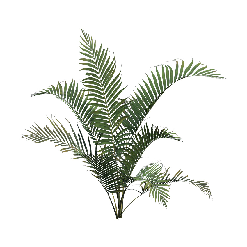 Dypsis lutescens - Areca Palm